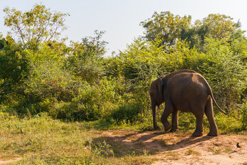 Fototapeta premium Roaming Ceylon elephant in Udawalawe National Park, Sri Lanka