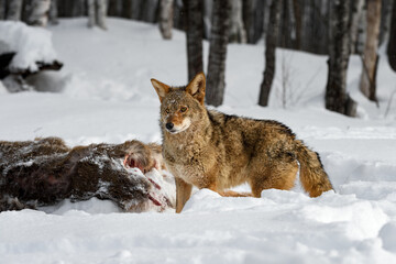 Coyote (Canis latrans) Steps Past Deer Carcass Ears Up Winter