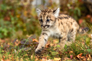 Naklejka na ściany i meble Cougar Kitten (Puma concolor) Paw Forward Stepping Out Autumn