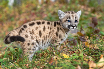 Cougar Kitten (Puma concolor) Turns Looking Up and Right Autumn