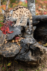 Cougar Kitten (Puma concolor) in Log Looks Out Past Siblings Tail Autumn