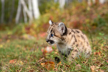 Naklejka na ściany i meble Cougar Kitten (Puma concolor) Sits Near Forest Looking Left Autumn