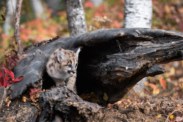 Cougar Kitten (Puma concolor) Cautiously Steps Out From Within Log Autumn