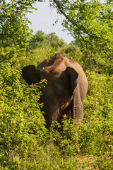 Ceylon elephant with ears pointed upwards in Sri Lanka