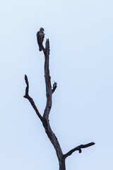 Jerdon's baza on a dead tree branch in Udawalawe National Park, Sri Lanka - obrazy, fototapety, plakaty