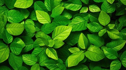 Naklejka na ściany i meble Green leaves background