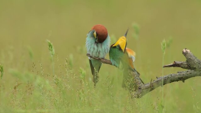 Bee-Eater - merops apiaster