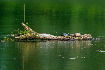 Turtles are taking a sunbath on a trunk in the wetlands
