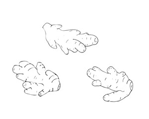 Hand-drawn ginger root set. Isolated vector illustration on white background
