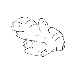 Hand-drawn Ginger root. Herbal spice drawing. Healthy food ingredients. Outline ink-style sketch. Vector isolated illustration.