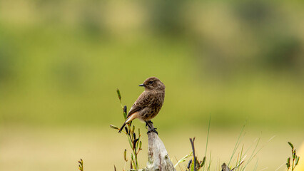 Pied Bushchat