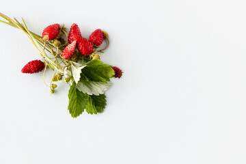 Wild strawberries in on a gray background with green leaves, healthy and delicious food