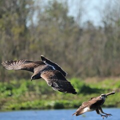 Fototapeta premium Endangered Snail Kite Flight Paynes Prairie Gainesville FL