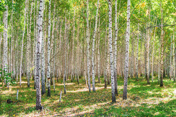 Birch Forest on a Sunny Summer Day