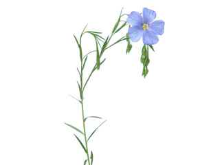 Fototapeta na wymiar Blue flax flower isolated on white