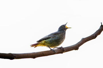 Black redstart fluffy chick with short orange tail, screaming. Juvenile blackstart birdie (phoenicurus ochruros) sitting on thin branch isolated on white background