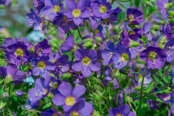 Blue flowers of Polemonium yezoense Bressingham Purple