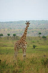 beautiful giraffe standing in a green landscape in murchison falls national park in uganda, africa.