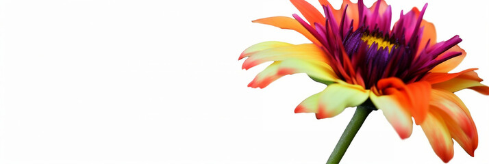 a multicolored flower with a long stem on a white background, banner, generative AI