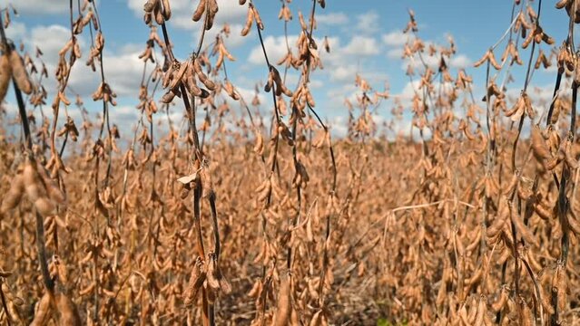 Soybeans Blowing In The Wind