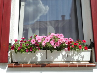 windowsill with petunias