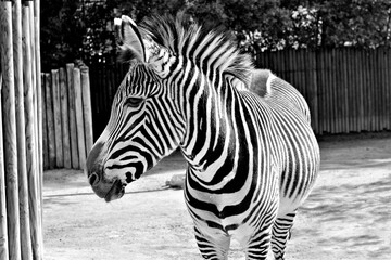 Zebra B&W © Claudio