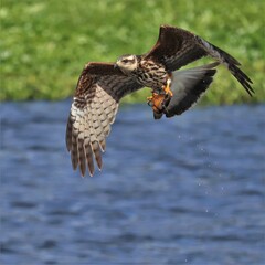 Endangered Snail Kite Flight Paynes Prairie Gainesville FL