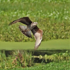 Endangered Snail Kite Flight Paynes Prairie Gainesville FL