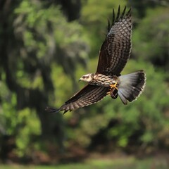 Endangered Snail Kite Flight Paynes Prairie Gainesville FL