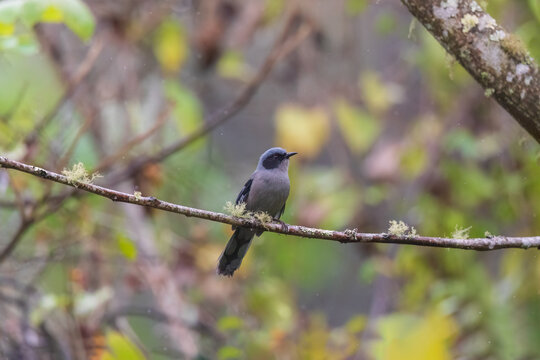 Beautiful sibia (Heterophasia pulchella) at Eaglenest Wildlife Sanctuary, Arunachal Pradesh, India
