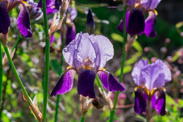 Blue iris flower in front of green leaves