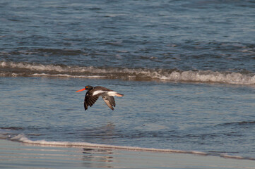 seagull on the beach