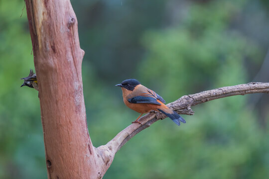 Rufous sibia (Heterophasia capistrata) at Pangot, Uttarakhand, India