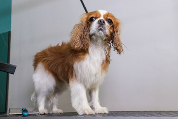 cavalier king charles spaniel