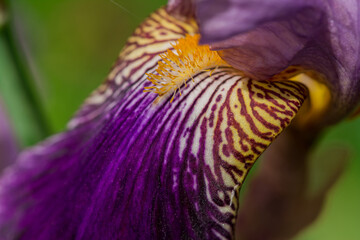 Blue iris flower in front of green leaves