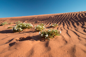 white flowers blooming on the sand dunes, Wadi Rum, Jordan