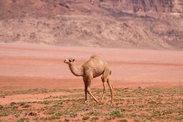 young dromedary camel roaming freely in the desert, Wadi Rum, Jordan
