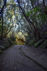 Tenerife, Canary, Canary Islands