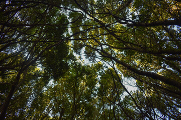 Tenerife, Canary, Canary Islands