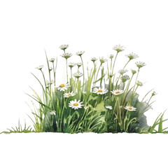 line of grass with white flowers like daisy in watercolor design isolated against transparent