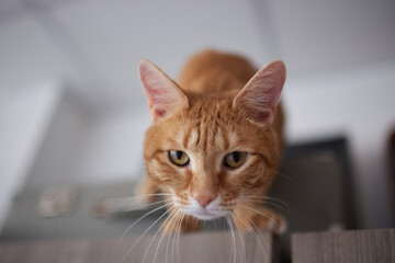 cat lying down on wooden table looking at camera.