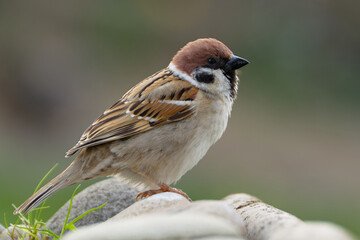 Fluffy tree sparrow on stones. Czechia.
