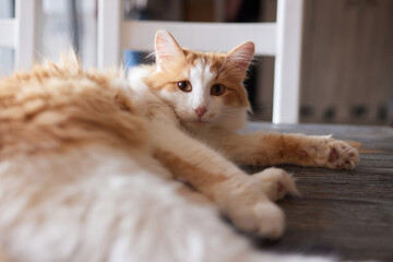 cat lying down on wooden table looking at camera.