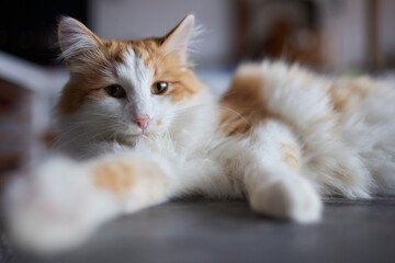 cat lying down on wooden table looking at camera.