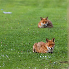 fox in the grass