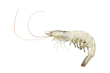 Fresh Shrimp Isolated with transparent background 