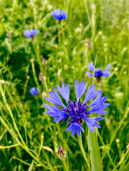 Close up of blue cornflower flower. Blue Cornflower Herb or bachelor button flower. Macro picture of corn flowers.