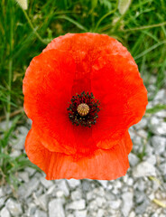 Blooming Poppy (Papaver rhoeas). It is also called poppy or corn rose, is a plant species from the genus poppy (Papaver) within the poppy family (Papaveraceae)