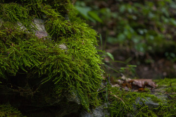 moss on the tree