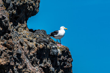 Sea Gull on a rock on Anacapa Island in Channel Islands National Park